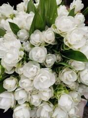 Siam flower or Pathumma or Tulip Thailand White, thick, multi-layered petals arranged in a long, pure, and beautiful bouquet.