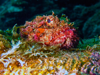 Scorpionfish (Scorpaena plumieri) in Granada 
