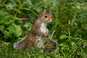 Beautiful squirrel in the grass