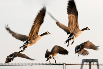 A group of Canadian goose taking off 