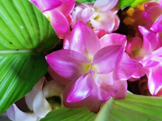 Assorted flowers (Siam flowers or Pathum Ma) pink, purple, white, multi-layered petals arranged in a long bouquet, very beautiful, the leaves are long green.