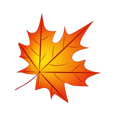 Vector illustration of a maple leaf isolated on white background. Autumn leaf.