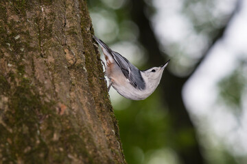 Beautiful Jay Bird resting on a branch