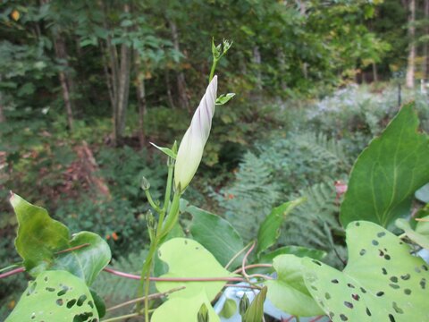 Morning Glory Twist