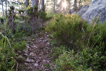 Fototapeta premium Well-trodden path goes through a pine forest and rocks, against the backdrop of the setting sun.