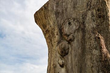 old tree trunk