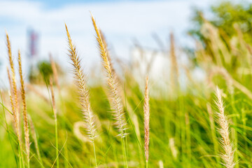 green wheat field