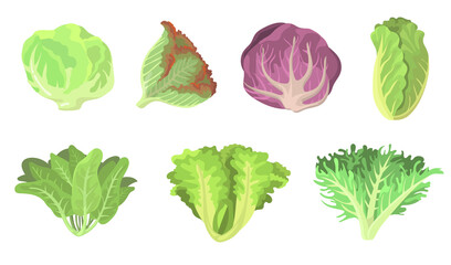 Fresh salad leaves flat illustration set. Cartoon radicchio, lettuce, romaine, kale, collard, sorrel, spinach, red cabbage isolated vector illustration collection. Vegetarian food and plants concept
