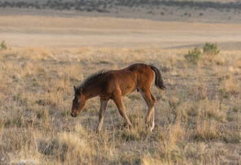 Cute Wild Horse Foal in Spring in the Utah Desert