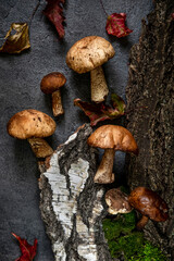 Boletus mushrooms and moss. Healthy and delicates food.