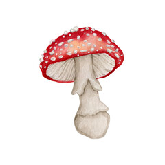 Watercolor amanita mushroom clipart