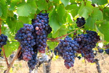 Rote Weintrauben im Herbst an einer Rebe