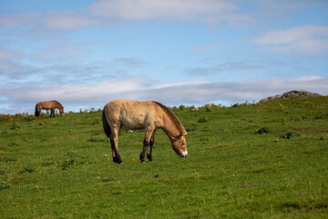 Przewalski wild horse, Equus caballus przewalskii, grazing within a meadow with blue sky background.