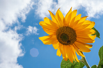 close-up bee on sunny sunflower