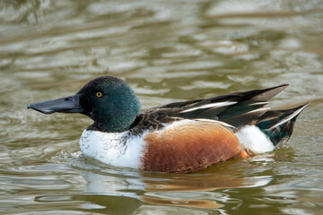 A closeup of a northern shoveler　swimming in the pond.    Delta BC Canada
