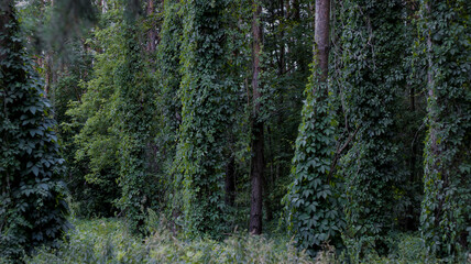 Fototapeta premium Dark forest, tall pine trees entwined with ivy. Dark green color of leaves, natural background, woodland.