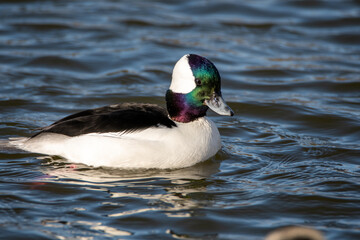 A closeup of a bufflehead swimming in the pond.   Delta BC Canada

