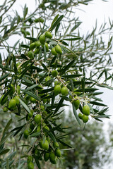 olives