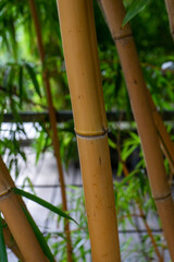 bamboo