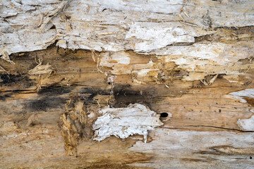 Texture, Holz