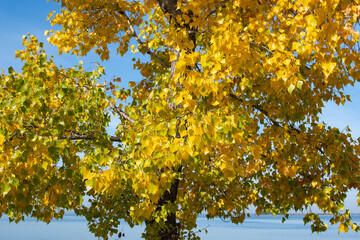 Tree in autumn on the lake shore