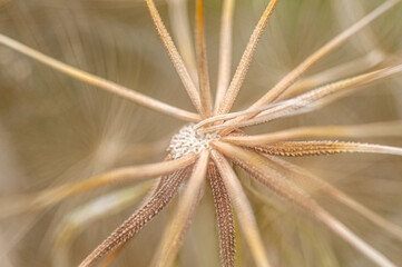 Close-up of dandelion seeds on natural background
