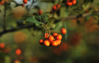 Ripe rowanberry on autumn background. 