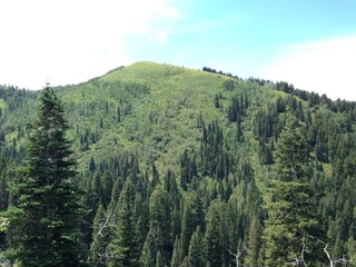 Green mountainside with pine trees and other foliage 