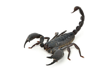 Black scorpion ready to fight isolated on white background.