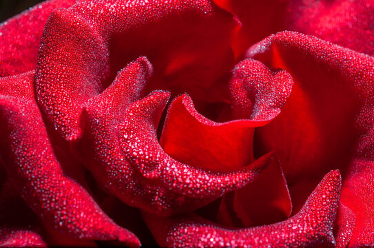 Close-up view of beautiful blooming red rose flower