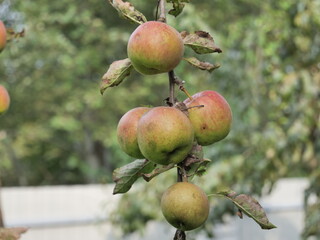 apples on tree