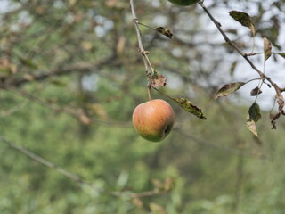 apples on tree