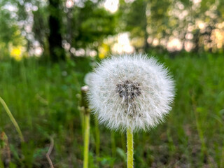 White fluffy dandelion on a green meadow.
