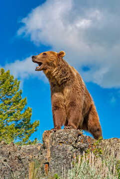 Grizzly bear roaring