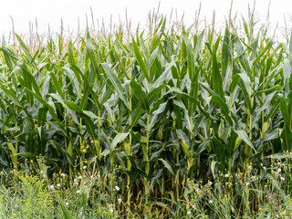 fresh plump ripe green ears of corn growing in a farmer's cornfield ready to harvest