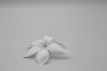 Plumeria flower - Hawaii, black and white