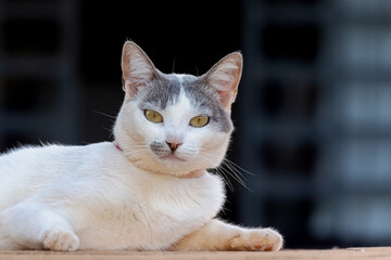 A white female cat with gray ears, yellow eyes and a pink necklace looking at the camera while sunbathing. Animal world. Pet lover. Animal lover. Cat lover. Animals defender 