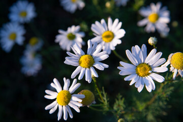 Close-up of white daisies in a green field in summer.