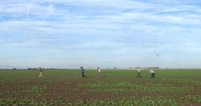 Day laborers thing lettuce in Imperial Valley, California