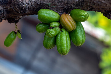 Averrhoa bilimbi on the tree, is a fruit-bearing tree of the genus Averrhoa, family Oxalidaceae.