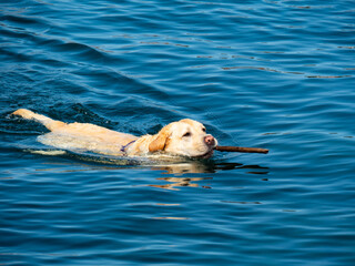 labrador retriever dog swimming in the water