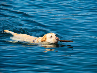 labrador retriever dog swimming in the water