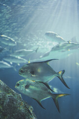 underwater scene with school of fish