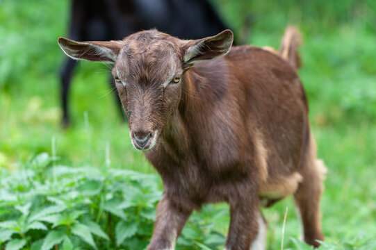 A young kid grazing on a green meadow.
