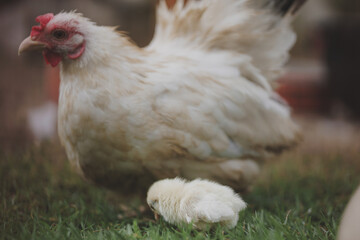 The hen takes cares her chick in the farm
