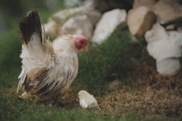 The hen takes cares her chick in the farm
