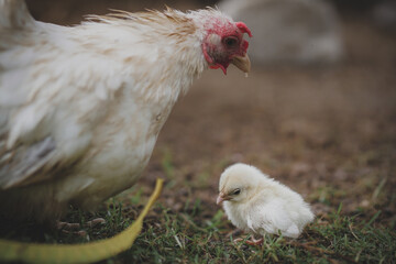 The hen takes cares her chick in the farm