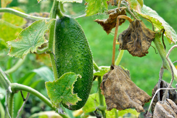 last cucumber