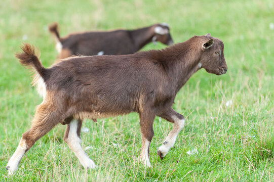 A young kid grazing on a green meadow.