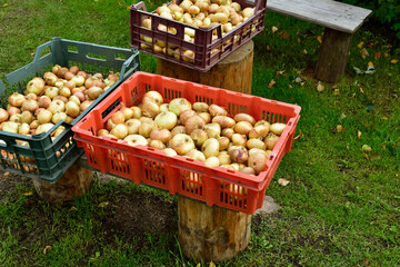 onion harvest